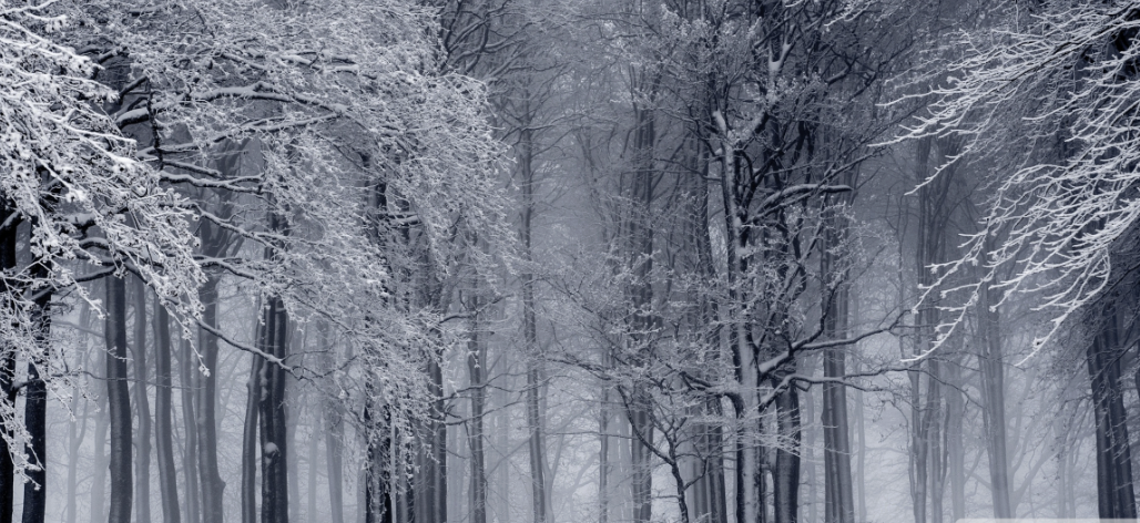 Swedish Wilderness